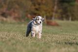 BERGER AUSTRALIEN PUPPIES 238